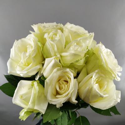 Троянда Сноу шторм 2 сорт 80 см. Кенія (шт, білий)