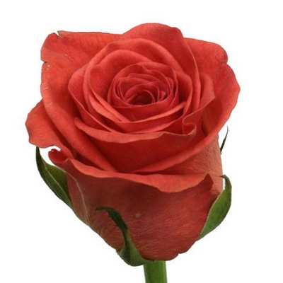 Троянда Дарк вау 50 см. Асканія (шт, кораловий)
