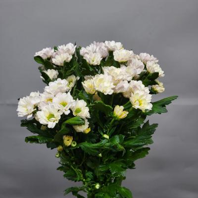 Хризантема сантіні Rossi White 55 см. Голландія (шт, білий)