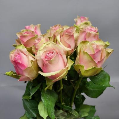 Троянда Белла роса 60 см. Кенія (шт, рожево-зелений)