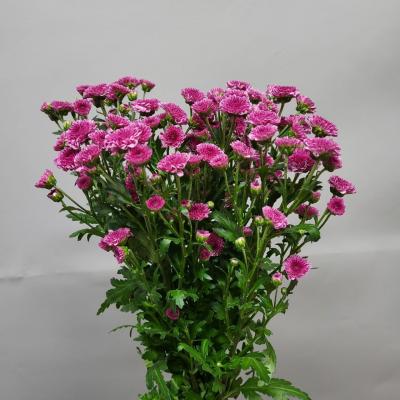 Хризантема сантіні Pink tyolo 55 см. Голландія (шт, малиновий)