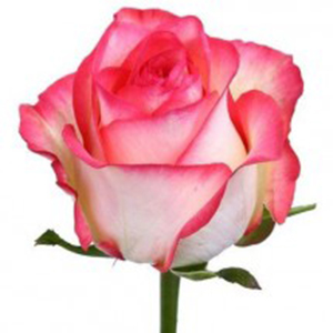 Троянда Джаміля