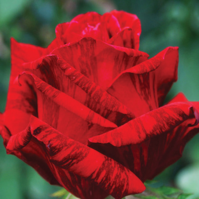 Троянда Ред інтуїшен