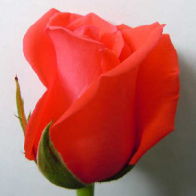 Троянда Корвет