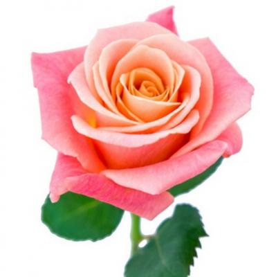 Троянда Міс піггі