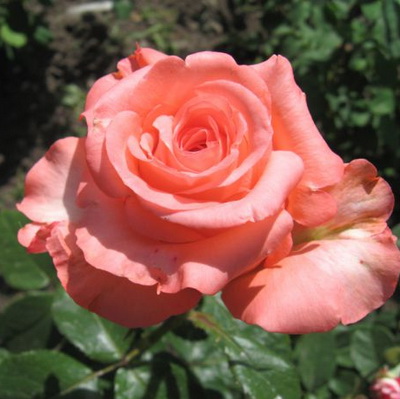 Троянда Нобіліс