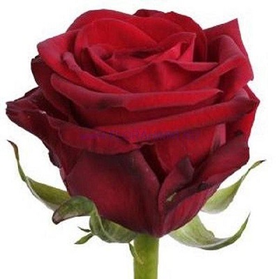 Троянда Ред наомі