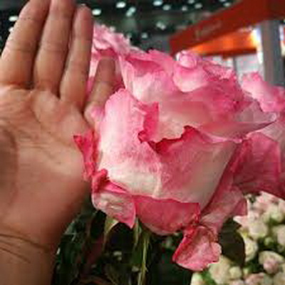 Троянда Болівар